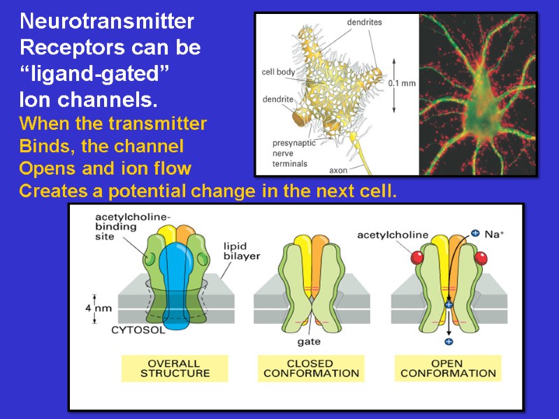 Neurotransmitter Receptors can be “ligand-gated” Ion channels. When the transmitter  Binds, the channel